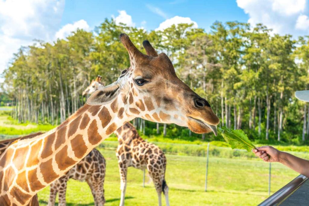 Zoo visitors feeding a giraffe from raised platform

