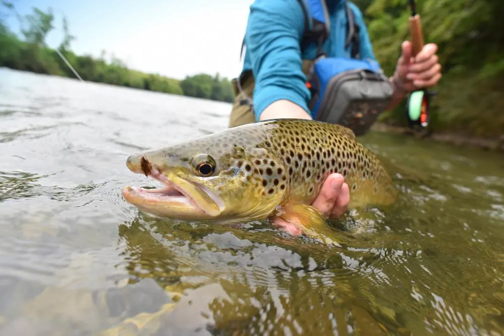 Fly-fisherman holding brown trout out of the water
