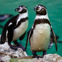 Penguins on a rock by water
