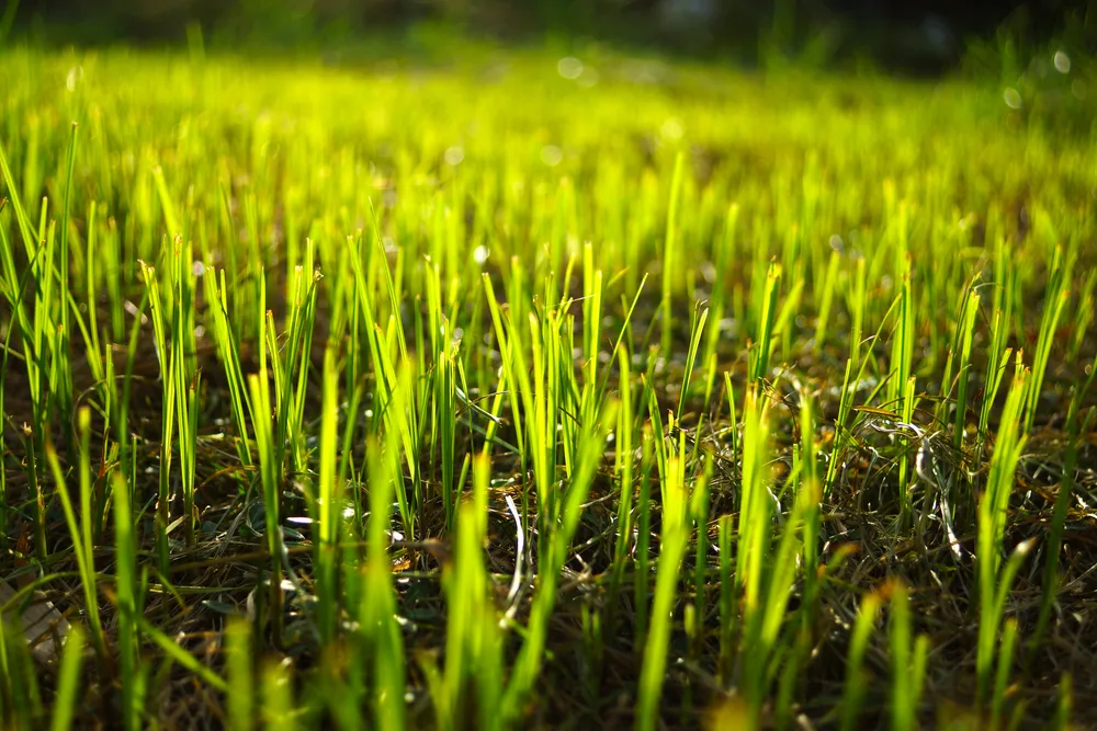 Grass regenerate in the garden.