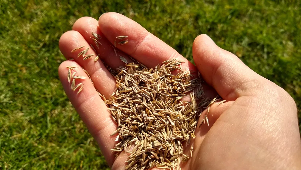 a handful of grass seeds