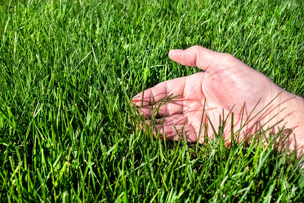 Man examining healthy green grass lawn