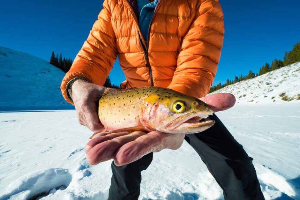 Life In Minnesota The Complete MN Trout Season Fishing Guide https