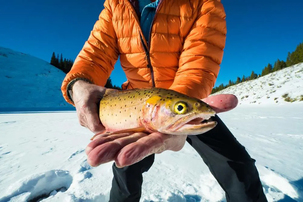 A fisherman's success on a cold winter's day on top of a frozen lake