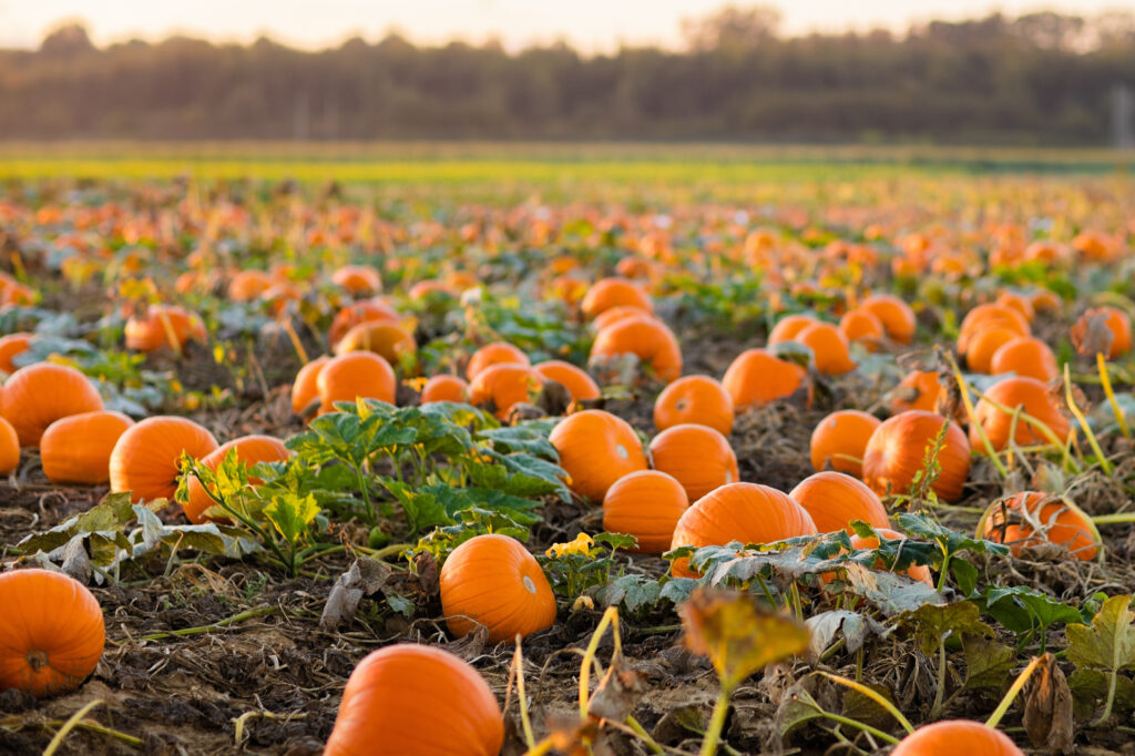 A pumpkin patch.