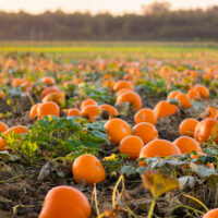 A pumpkin patch.
