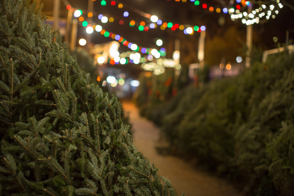 A Christmas tree farm, perhaps one of the best Christmas tree farms in Minnesota.