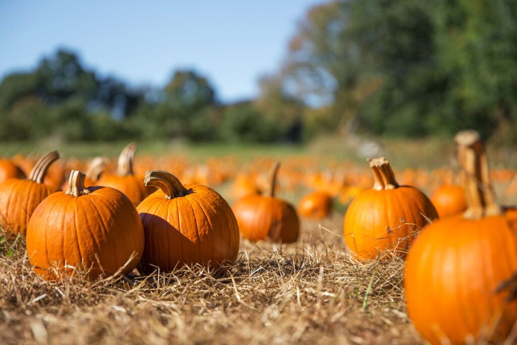 A pumpkin patch - perhaps one of the best pumpkin patches in Minnesota.