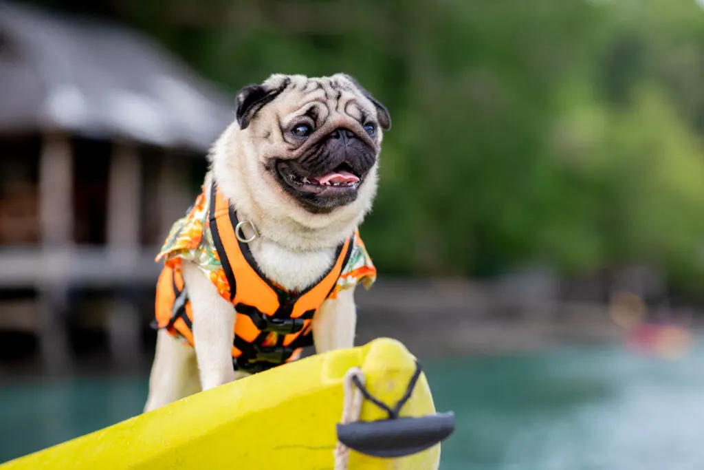 A dog on a yellow kayak wearing a best dog life jacket.