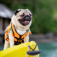 A dog on a yellow kayak wearing a best dog life jacket.