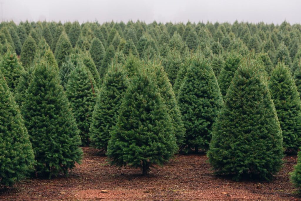 A Christmas tree farm.