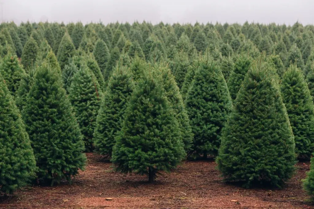 A Christmas tree farm.
