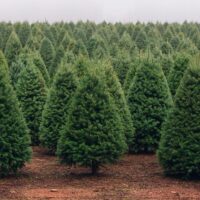 A Christmas tree farm.