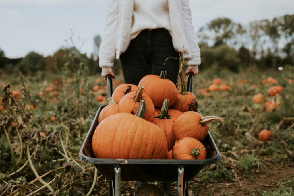 A woman carries a wheelbarrow full of pumpkins.