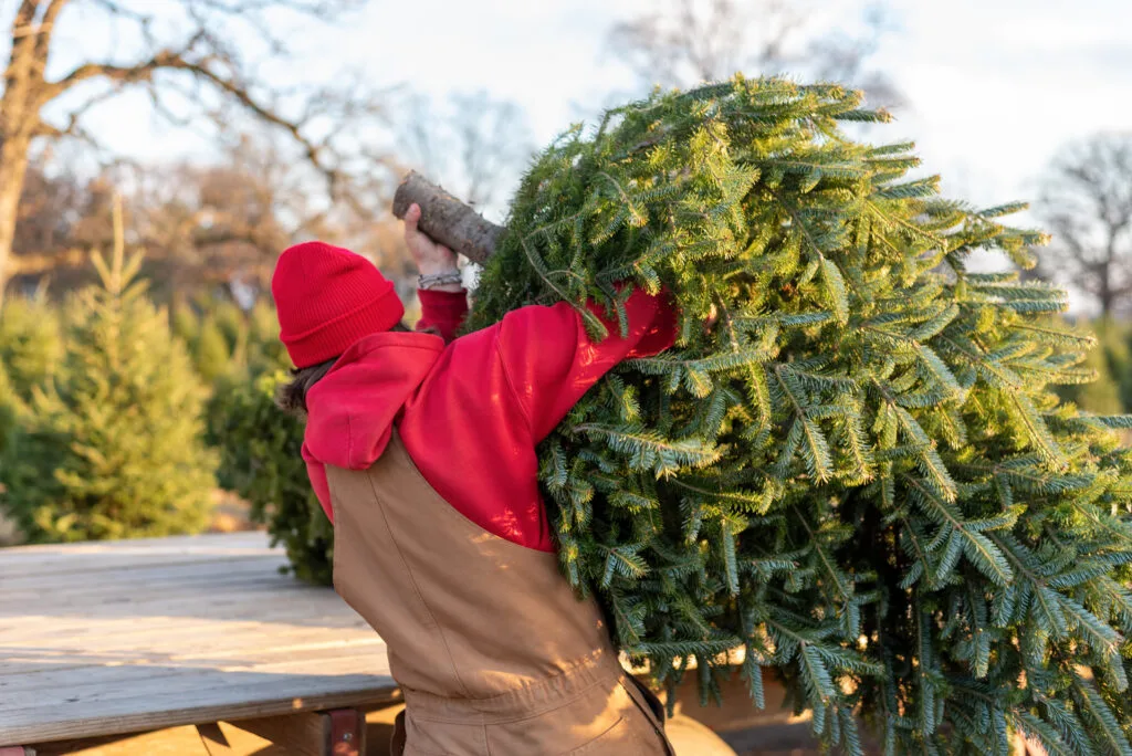 Man in red lifting a Christmas tree.