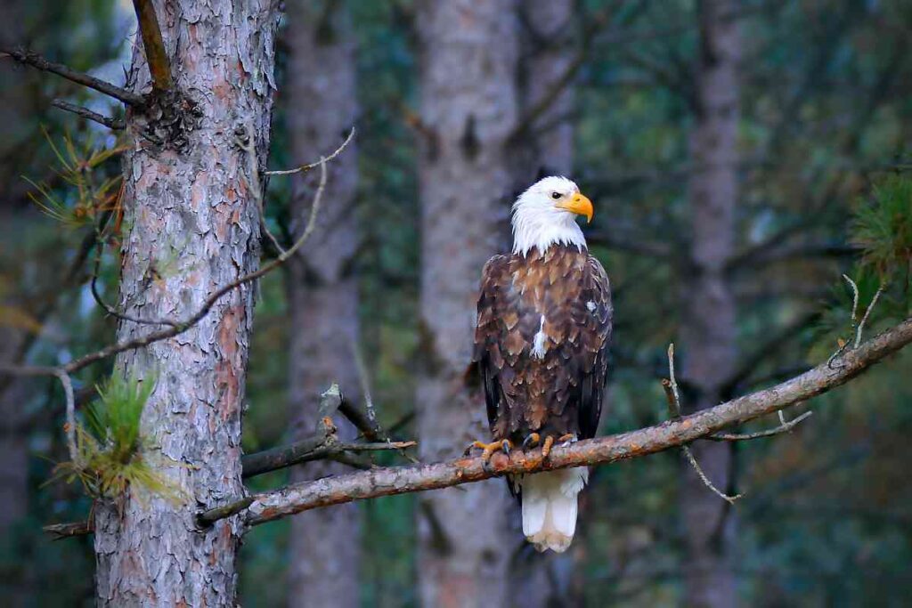 Bald eagle at Wild River State Park