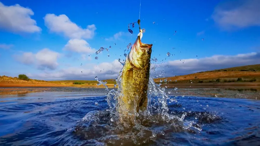 Bass fishing on a bright blue lake. Best Lures for Lake Fishing in Minnesota and best line for bass fishing.