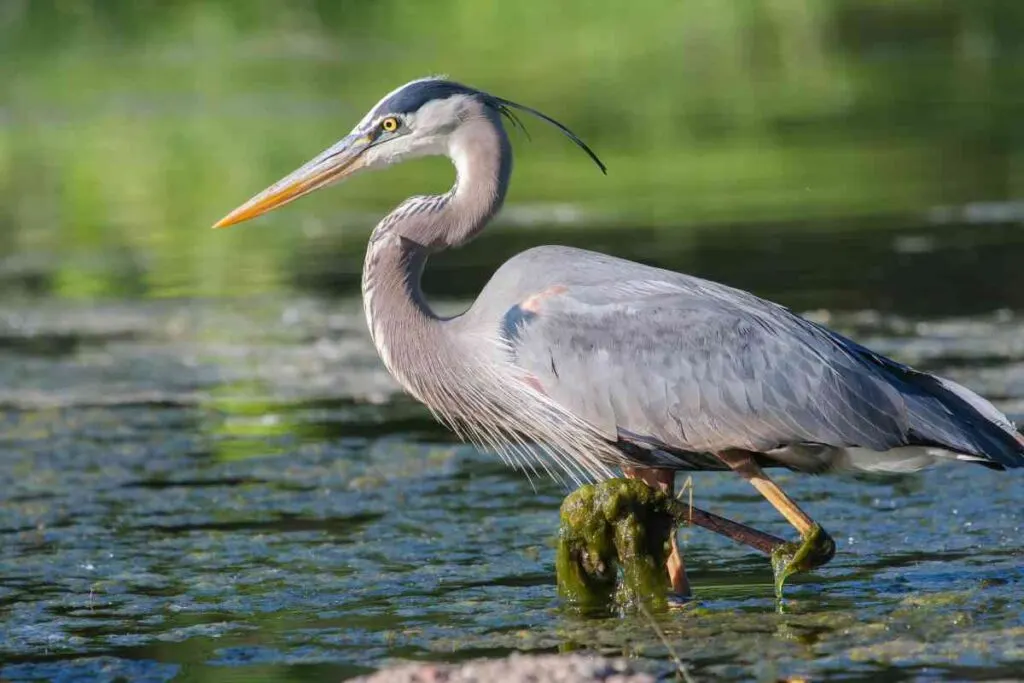 Blue heron at Jay Cooke State Park