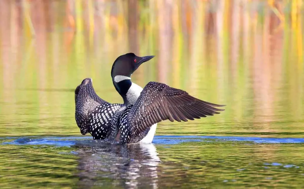 Common Loon
