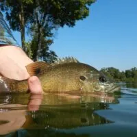 Fisherman holding sunfish