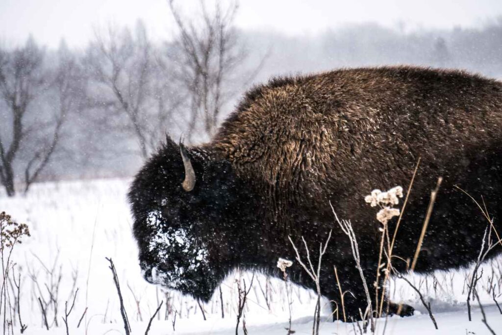 Bison at Minneopa State Park