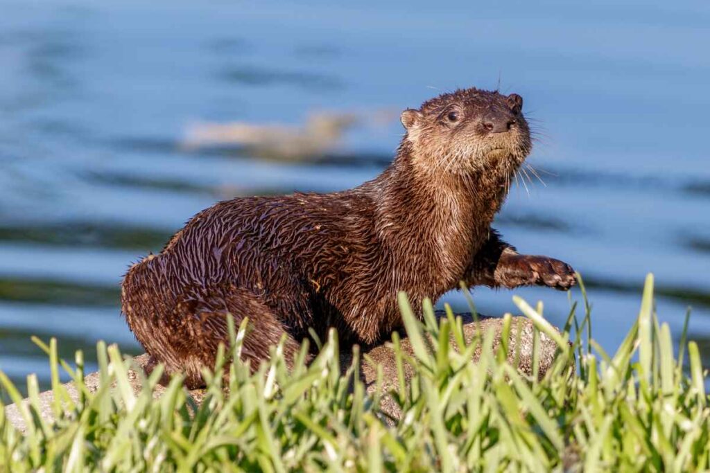 River otter in Wild River State Park