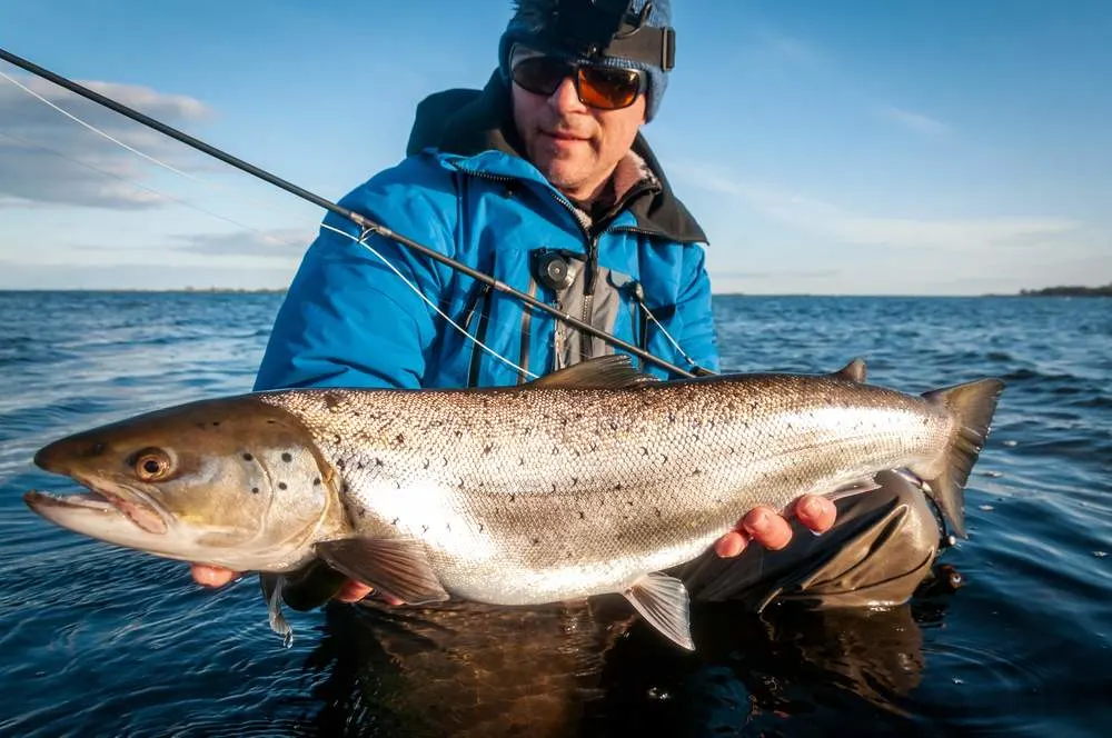 Spring silver sea trout caught on the fly rod