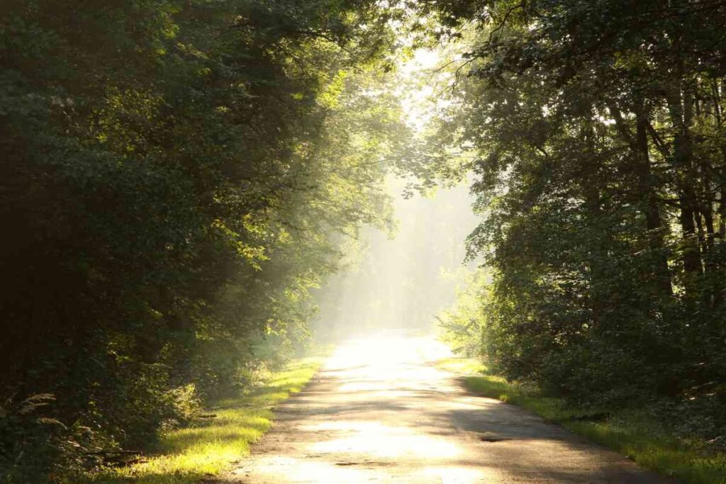 Sunset trail at Wild River State Park