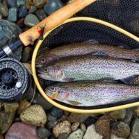 MN Trout Season Fishing Guide