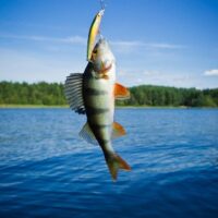 Perch caught in lure
