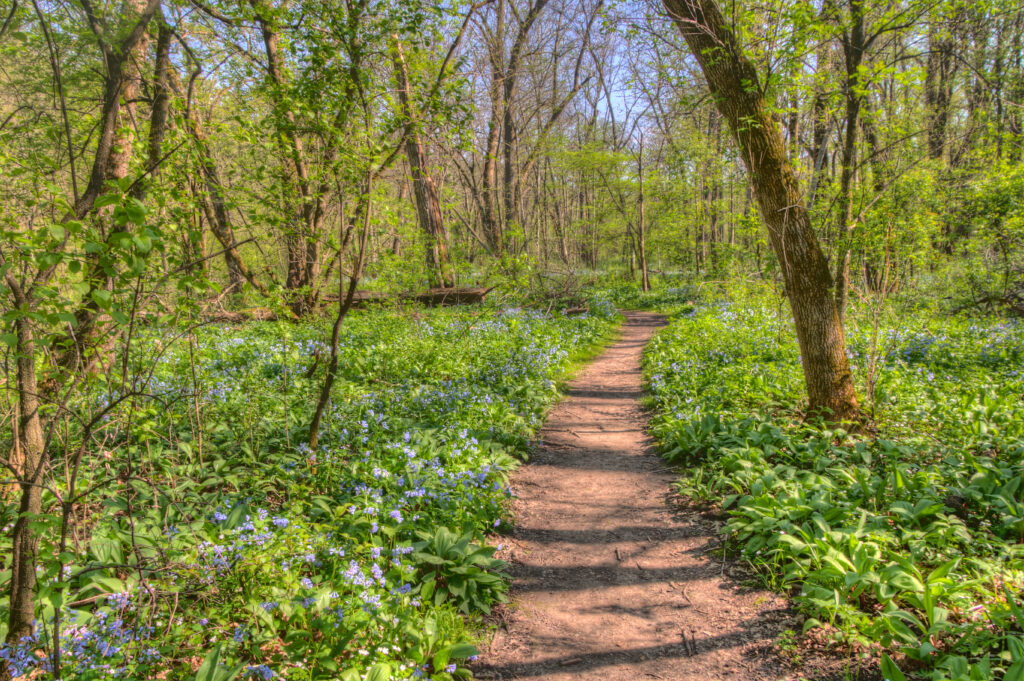 A picture of a trail through Carley State Park. with lots of bluebells.