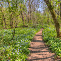 A picture of a trail through Carley State Park. with lots of bluebells.