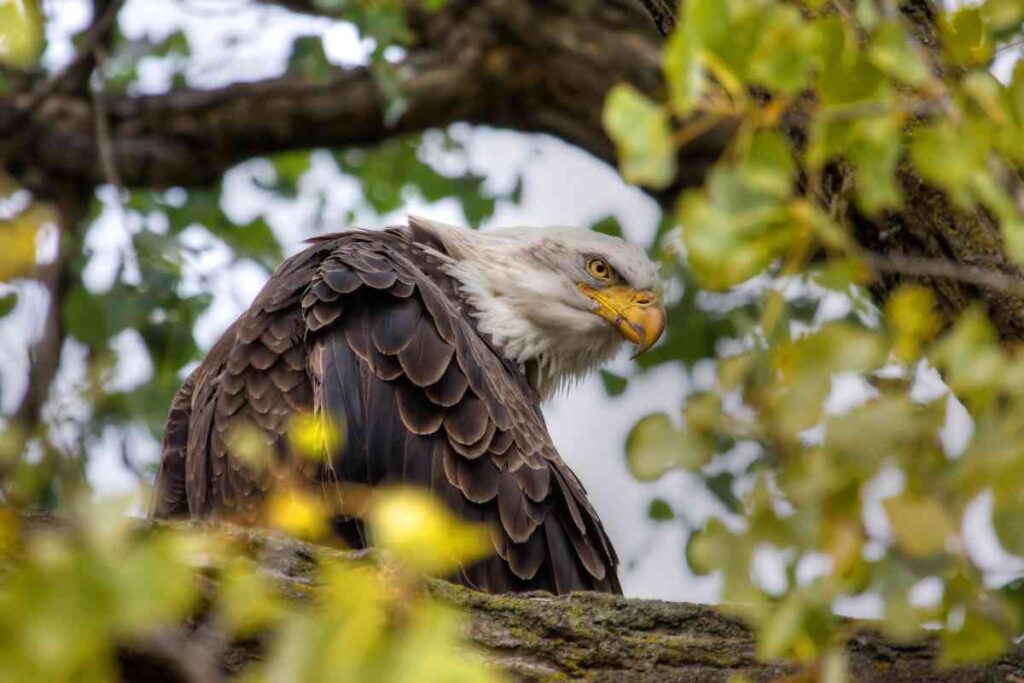 Bald Eagle in Minnesota