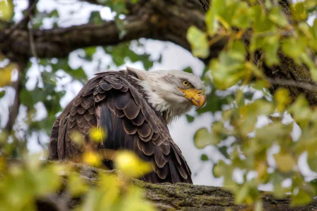Bald Eagle in Minnesota
