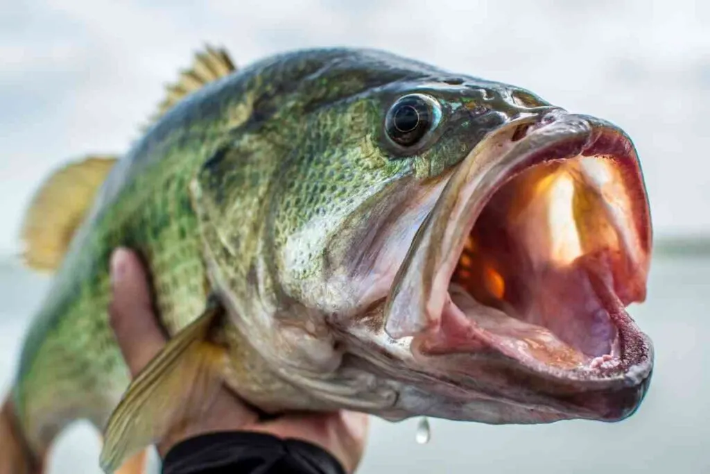 Bass Fishing Lakes in Minnesota