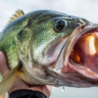 Bass Fishing Lakes in Minnesota