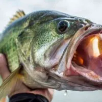 Bass Fishing Lakes in Minnesota