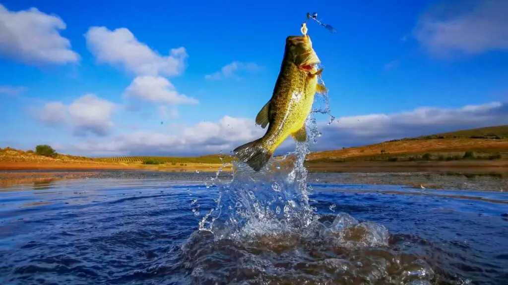 Bass Fishing Lakes in Minnesota. Discover bass fishing tips for your next trip.
