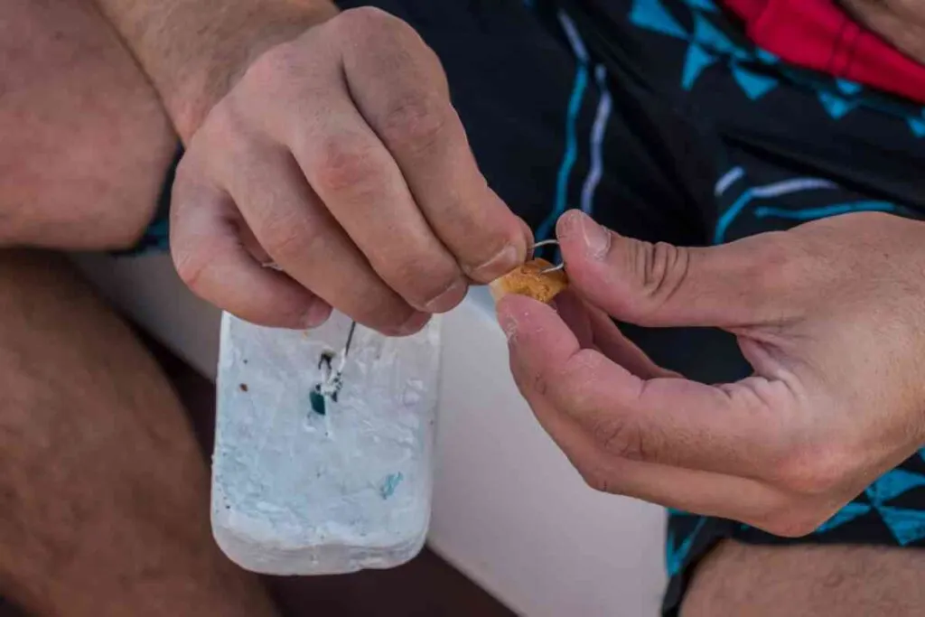 Bread as fishing bait