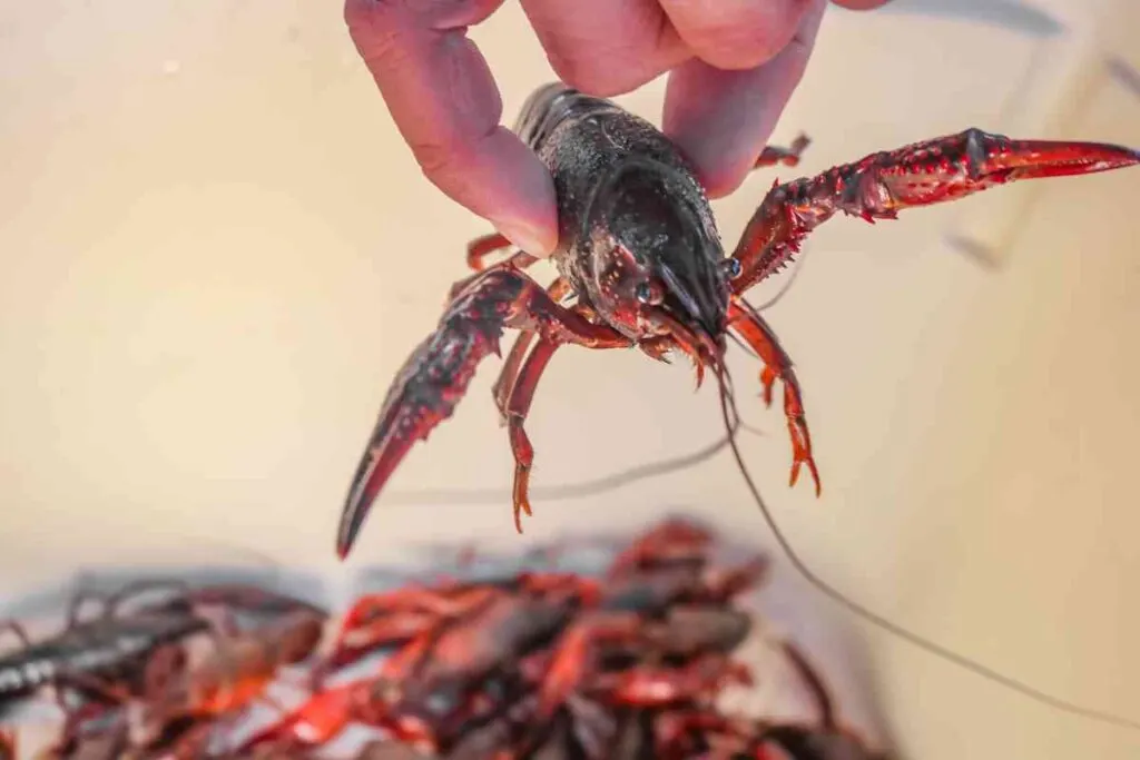 Crayfish for lake fishing