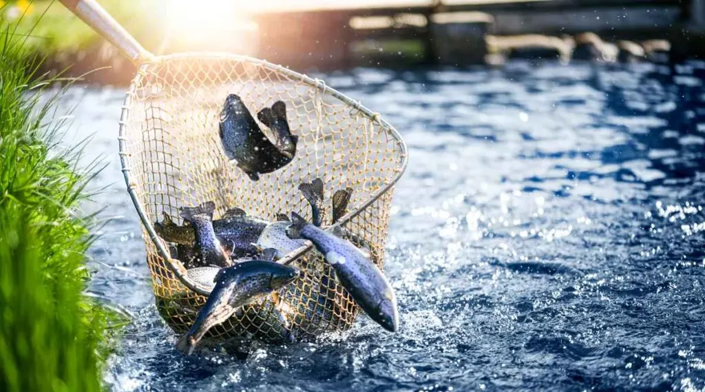 Lake Vermilion Fishing Net