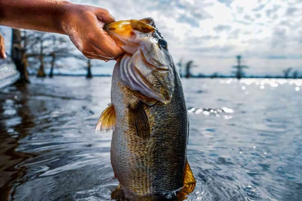 Large Mouth Bass