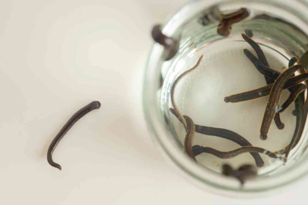 Leeches are some of the best bait for lake fishing