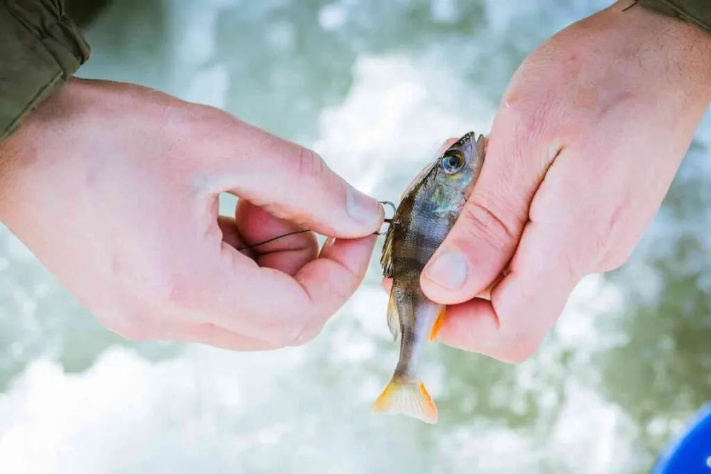 The best bait for lake fishing