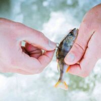 The best bait for lake fishing
