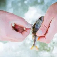 The best bait for lake fishing