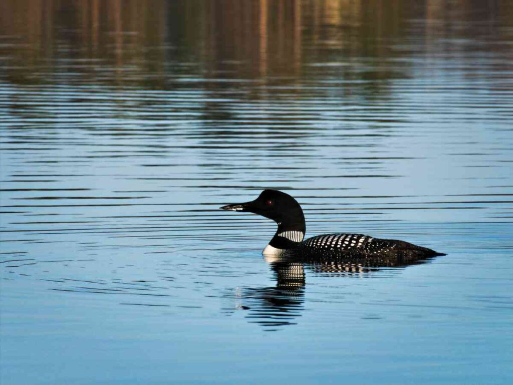 Lake Bemidji State Park Migratory Birds