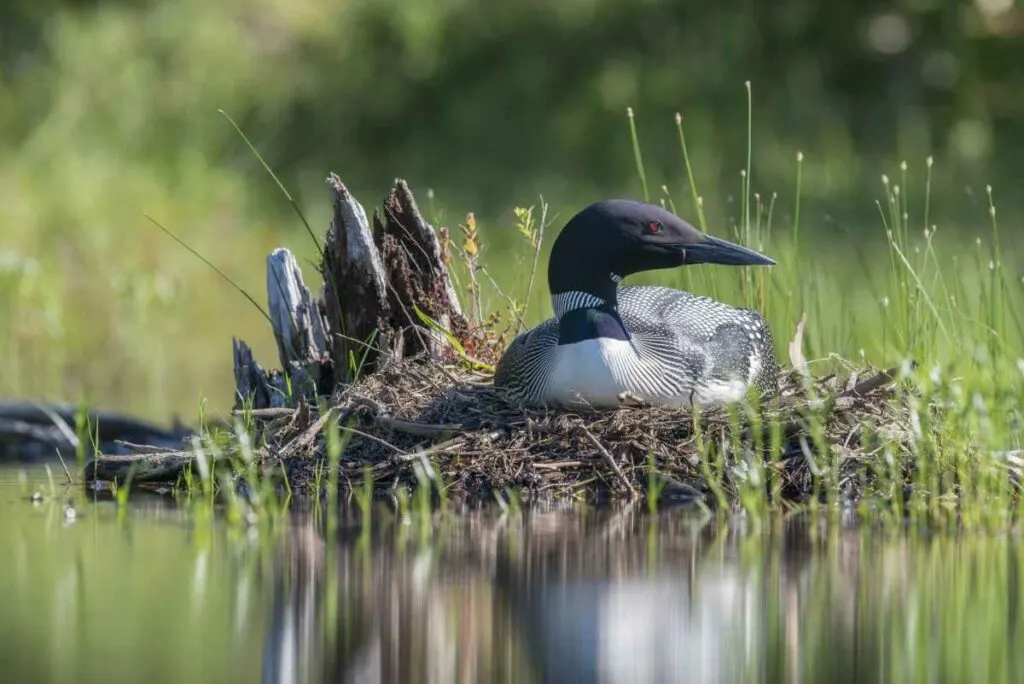 Minnesota Wildlife at Upper Sioux Agency State Park