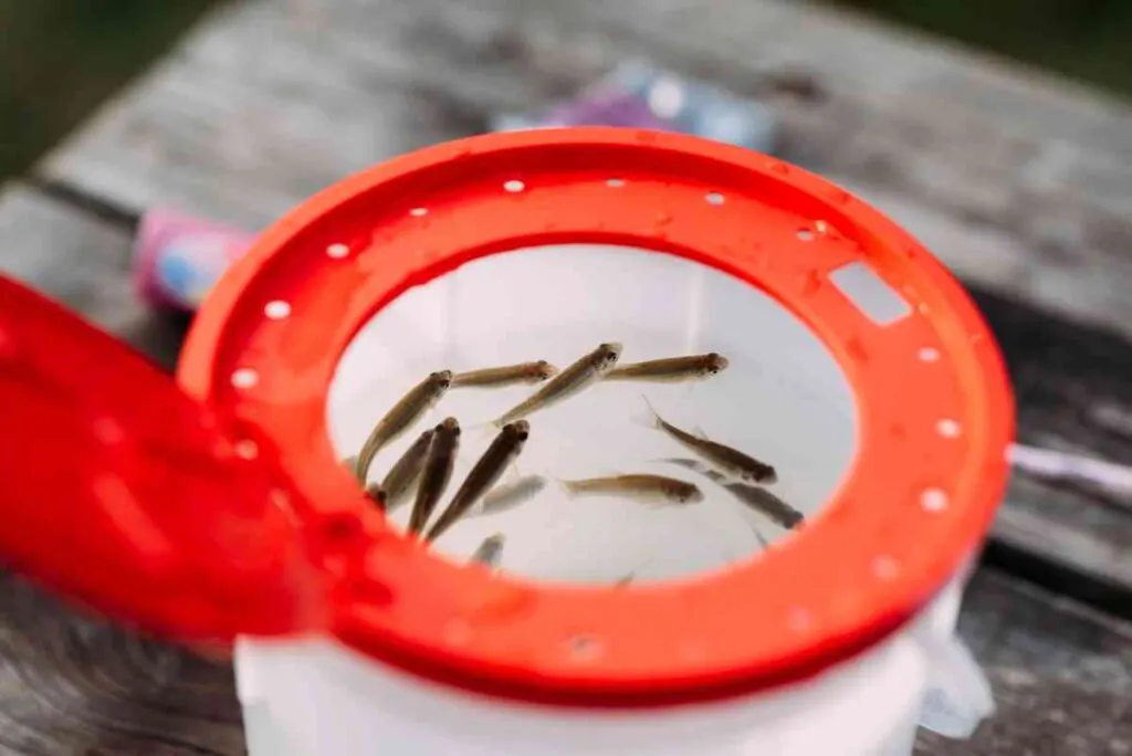 minnows make some of the best bait for lake fishing