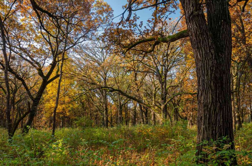 Oak Savanna at  Big Stone Lake State Park